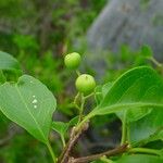 Celastrus paniculatus Fruit