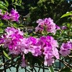 Mansoa alliacea Flower