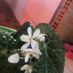 Begonia gehrtii Květ