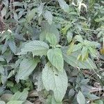 Heliotropium tiaridioides Habit