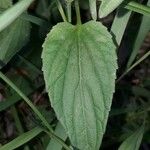 Viola elatior Leaf