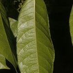 Spondias radlkoferi Leaf