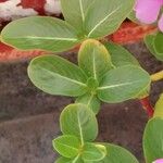 Catharanthus roseus Лист