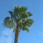 Washingtonia robusta Leaf