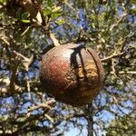 Strychnos madagascariensis Fruit