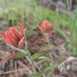 Castilleja miniata Çiçek