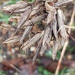 Dianthus armeria Ovoce