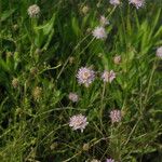 Scabiosa atropurpurea 整株植物