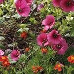 Malope trifida Blomst