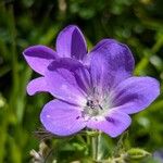 Geranium sylvaticum Çiçek