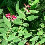 Lathyrus niger Blomma