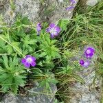 Geranium sylvaticumŽiedas