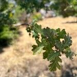 Quercus lobata Leaf