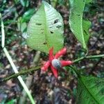 Heisteria cauliflora Цвят