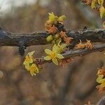Bursera fagaroides Virág