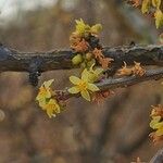 Bursera fagaroides Blüte