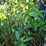 Clerodendrum nutans Leaf