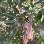 Sophora secundiflora Blatt