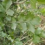 Dolichandrone falcata Leaf