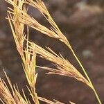 Aristida adscensionis Flower