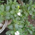 Catharanthus roseus 葉