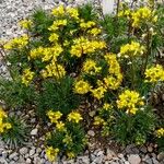 Draba lasiocarpa 形态