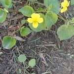 Viola glabella Fleur