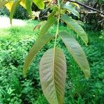 Juglans regia Fuelha