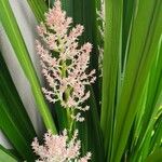 Helmholtzia glaberrima Flower