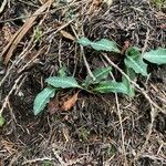 Goodyera oblongifolia Leaf