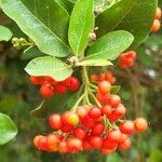 Ehretia amoena Fruto