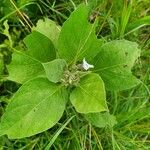 Astripomoea lachnosperma Leaf