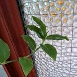 Commelina diffusa Hoja