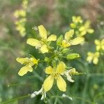 Brassica rapaFlors