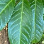 Prunus laurocerasus List