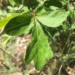 Rhus trilobata Hoja