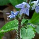 Veronica officinalis Corteccia