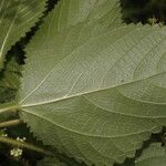 Laportea aestuans Leaf