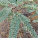 Prosopis velutina Hoja