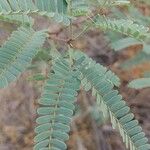 Prosopis velutina पत्ता