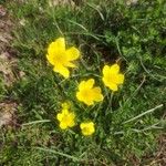 Ranunculus millefoliatus Flower