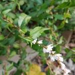 Persicaria hydropiper Leaf