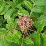 Rhus copallinum Frutto