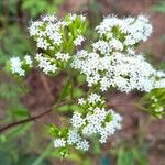 Stevia achalensis