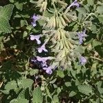 Nepeta × faassenii Floare