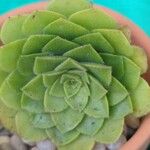 Aeonium tabulaeforme ഇല