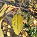 Malus prunifolia Fuelha