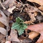 Goodyera pubescens Blatt