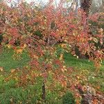 Malus baccata 整株植物