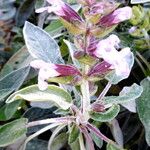 Salvia officinalis Çiçek